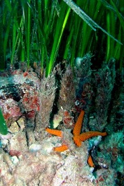 A first MPA (Marine Protected Area)  Project in Montenegro